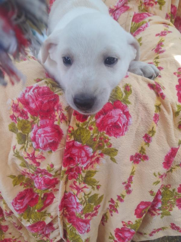 LUCKY – IL PICCOLO CHE ASPETTA SOLO AMORE 💔 Foto 3